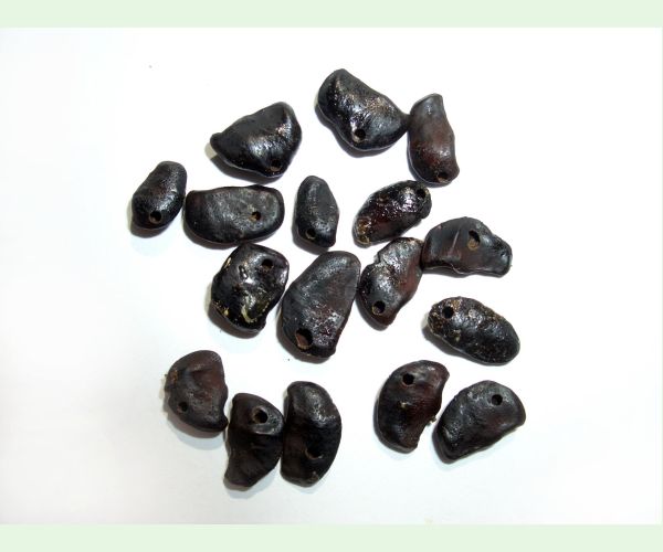 Chalcidka Bruchophagus sophorae