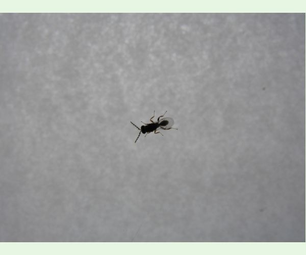 Chalcidka Bruchophagus sophorae