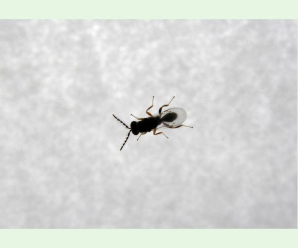 Chalcidka Bruchophagus sophorae