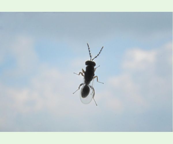 Chalcidka Bruchophagus sophorae