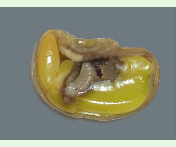 Chalcidka Bruchophagus sophorae