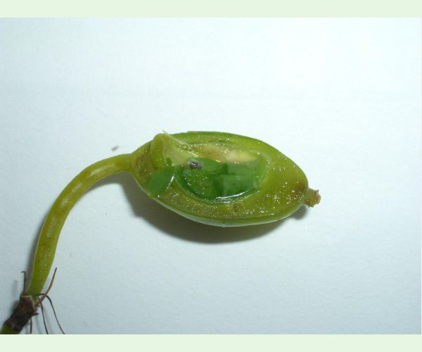 Chalcidka Bruchophagus sophorae