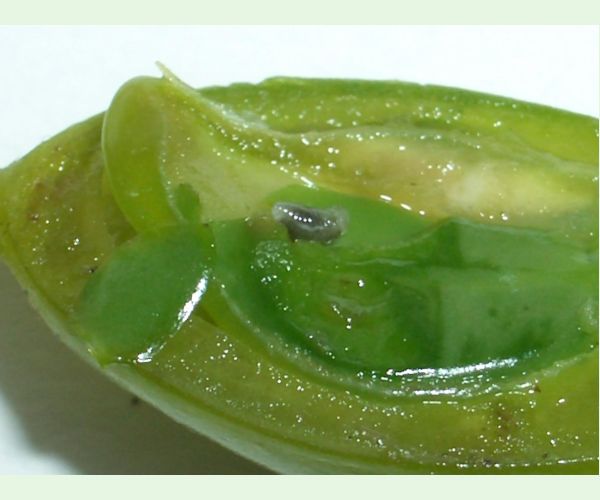 Chalcidka Bruchophagus sophorae