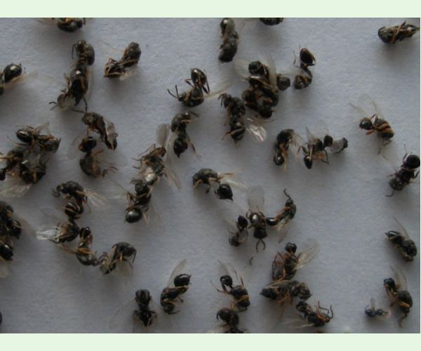 Chalcidka Bruchophagus sophorae