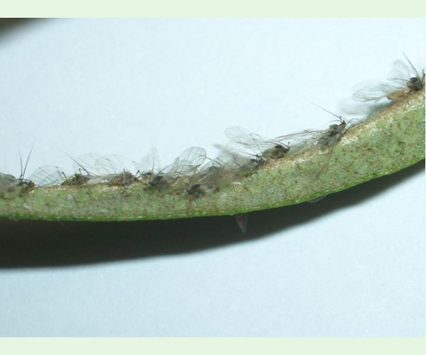 Voška Capitophorus elaeagni