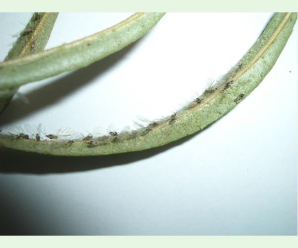 Voška Capitophorus elaeagni