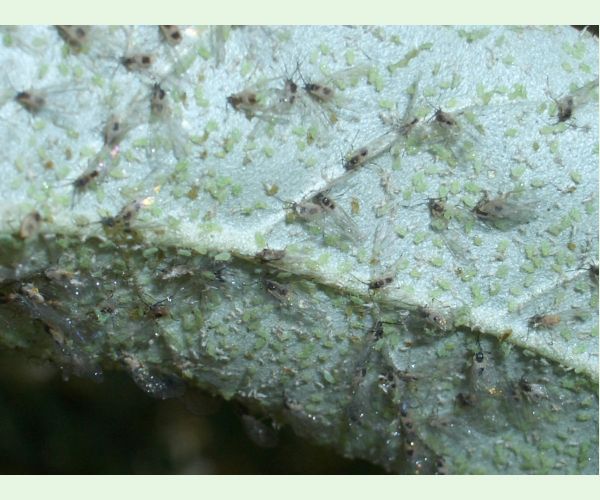 Voška Capitophorus elaeagni