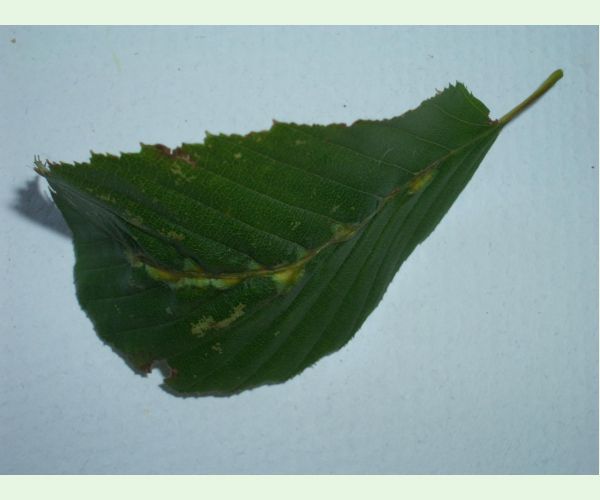 Plodomorka Zygiobia carpini