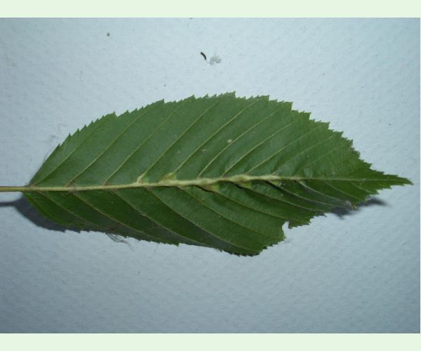 Plodomorka Zygiobia carpini