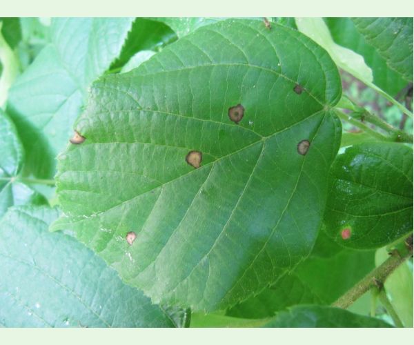 Plodomorka Physemocecis hartigi