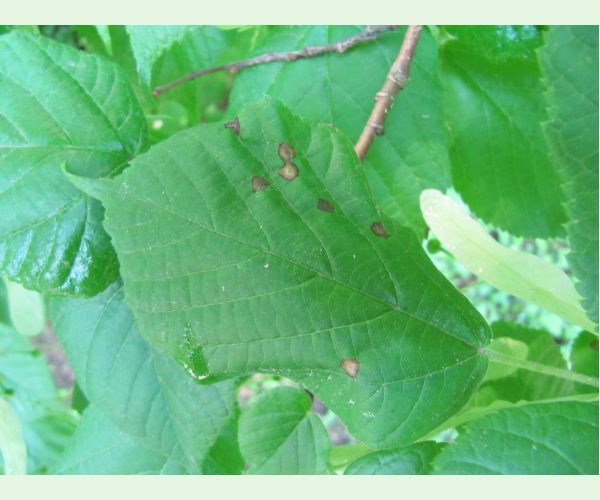 Plodomorka Physemocecis hartigi