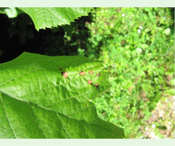 Plodomorka Physemocecis hartigi