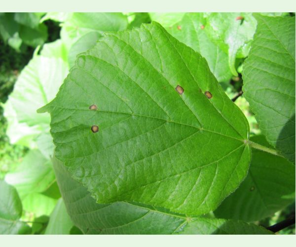 Plodomorka Physemocecis hartigi