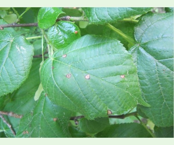 Plodomorka Physemocecis hartigi