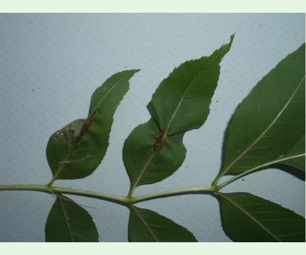 Plodomorka Dasineura fraxini