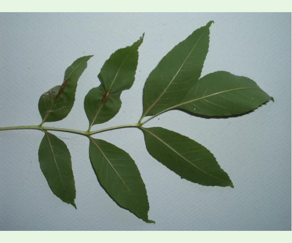 Plodomorka Dasineura fraxini