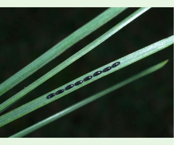 Medovnica borovicová