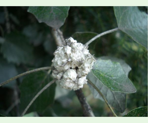 Vlnovník topoľový