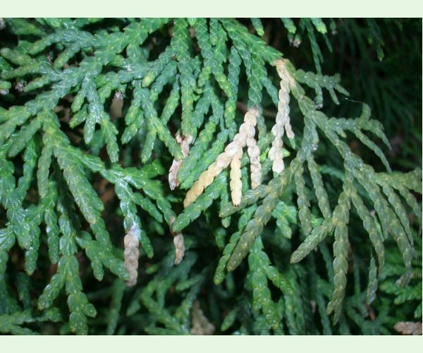 Priadzovček tujový