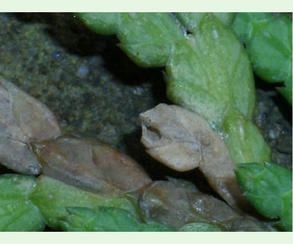 Priadzovček tujový