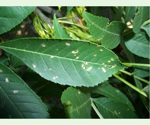 Nosánik Stereonychus fraxini