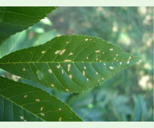 Nosánik Stereonychus fraxini