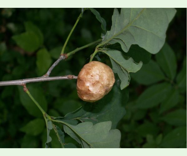 Hrčiarka bezkrídla