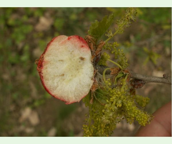 Hrčiarka bezkrídla