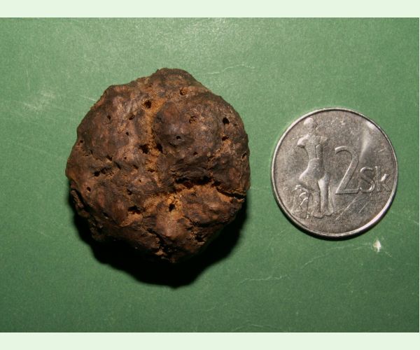 Hrčiarka bezkrídla