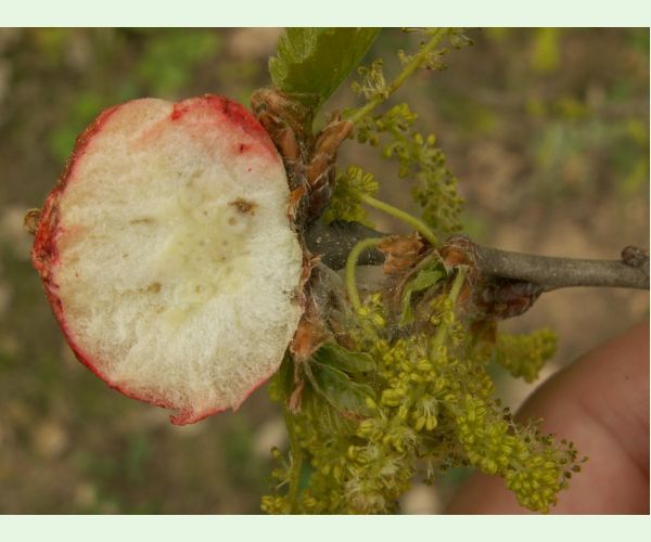 Hrčiarka bezkrídla