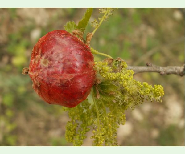 Hrčiarka bezkrídla