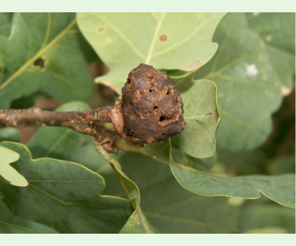 Hrčiarka bezkrídla