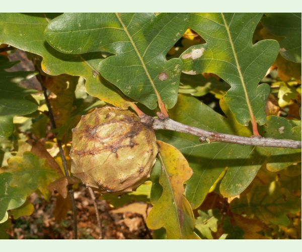 Hrčiarka Andricus hungaricus