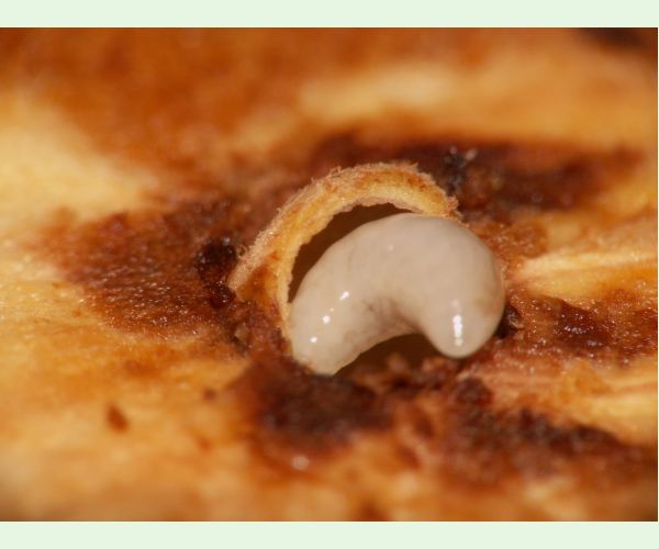 Hrčiarka Andricus hungaricus