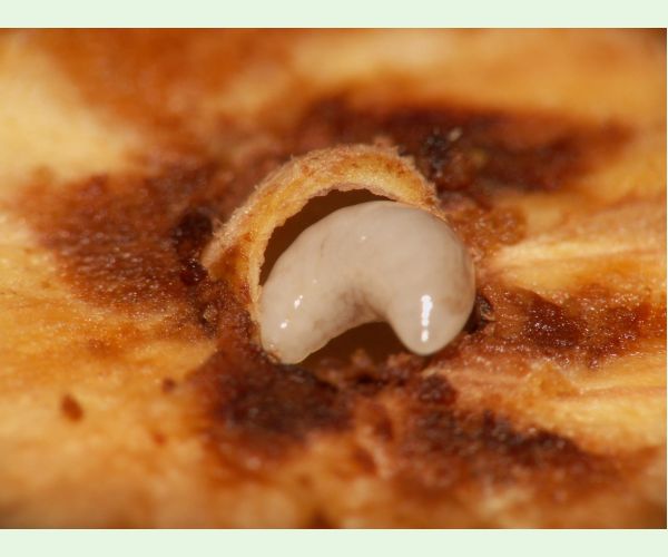 Hrčiarka Andricus hungaricus