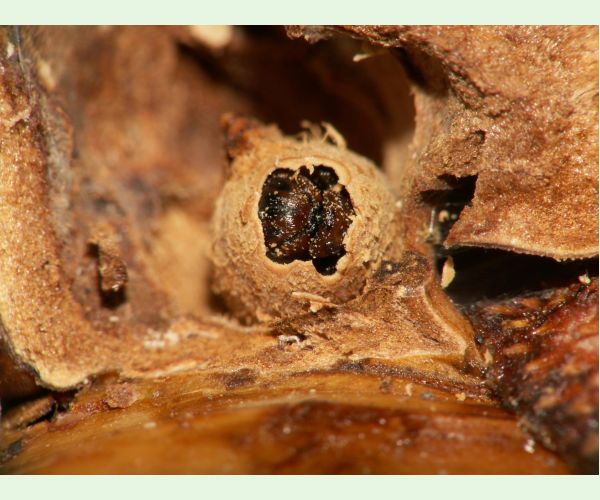 Hrčiarka kalichová