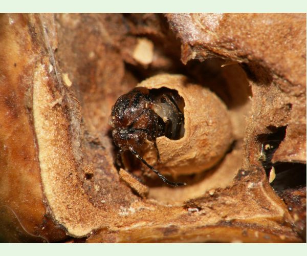 Hrčiarka kalichová