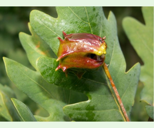 Hrčiarka kalichová