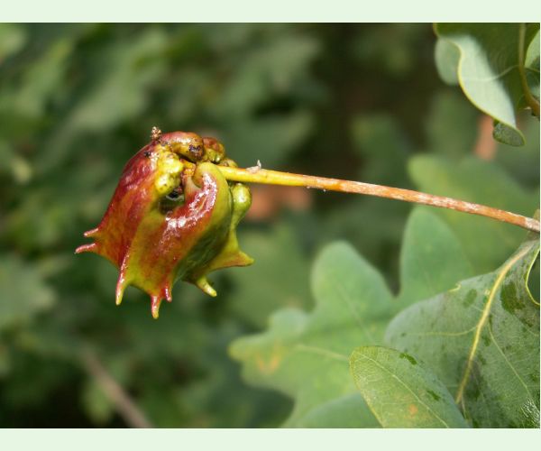 Hrčiarka kalichová