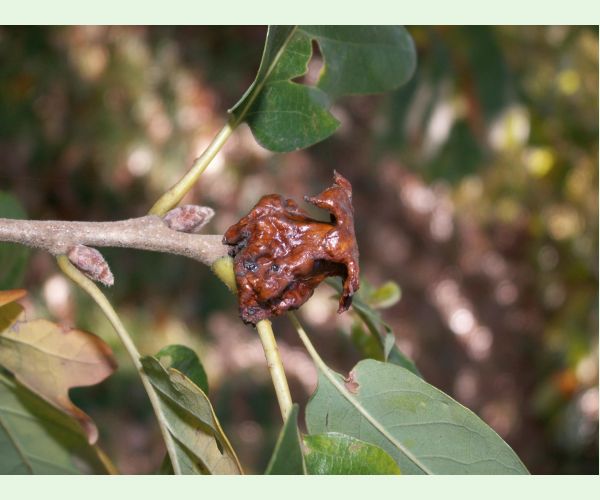 Hrčiarka Andricus dentimitratus