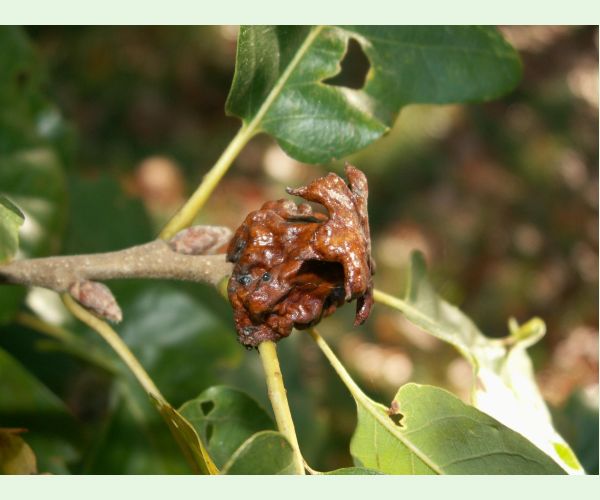 Hrčiarka Andricus dentimitratus