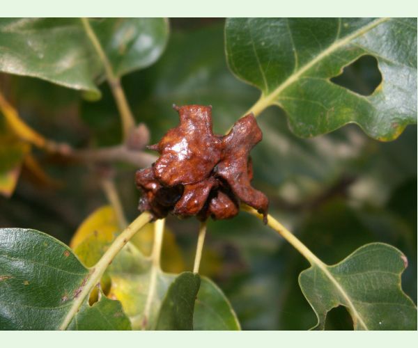 Hrčiarka Andricus dentimitratus