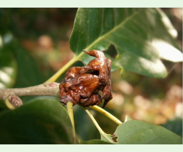 Hrčiarka Andricus dentimitratus