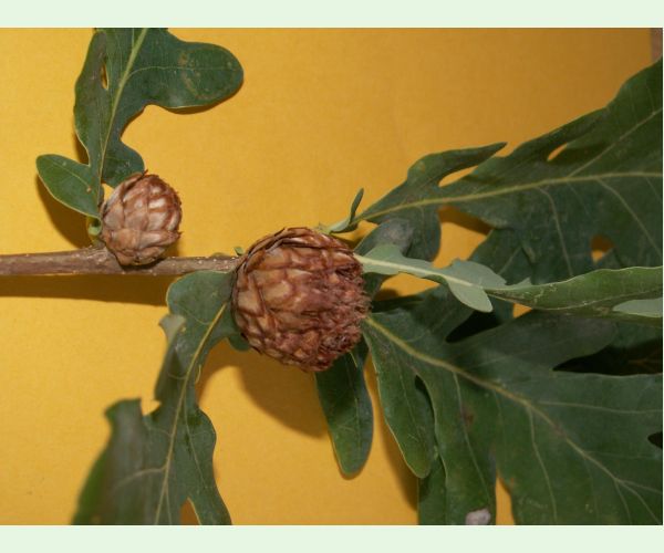 Hrčiarka Andricus foecundatrix