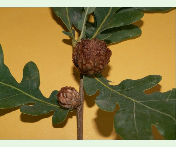 Hrčiarka Andricus foecundatrix