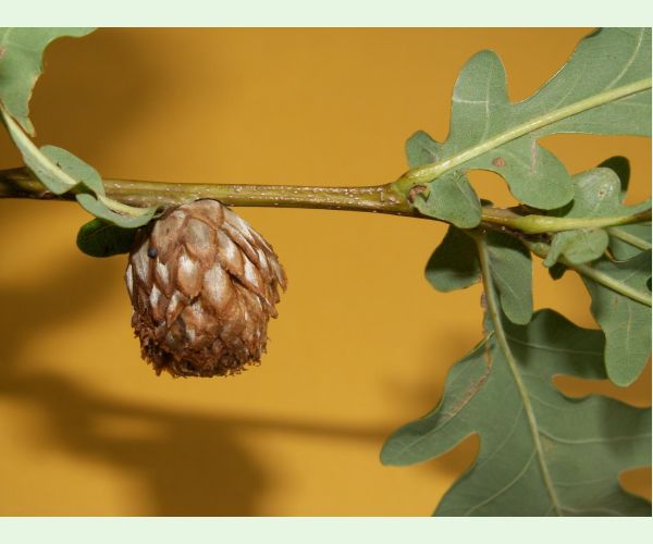 Hrčiarka Andricus foecundatrix