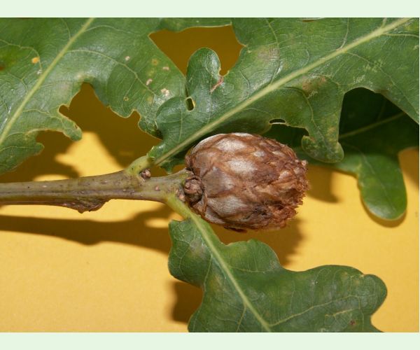 Hrčiarka Andricus foecundatrix