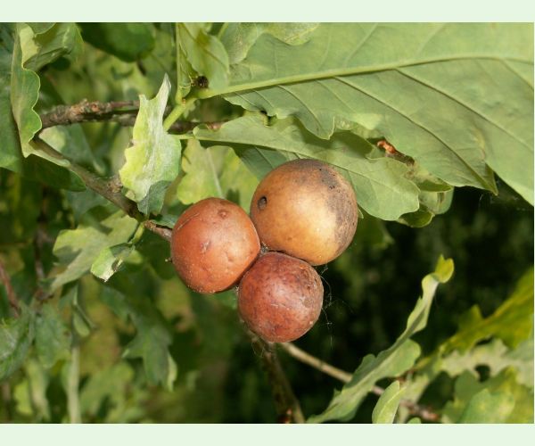 Hrčiarka dubienková