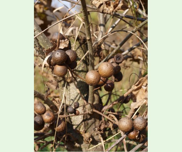 Hrčiarka dubienková