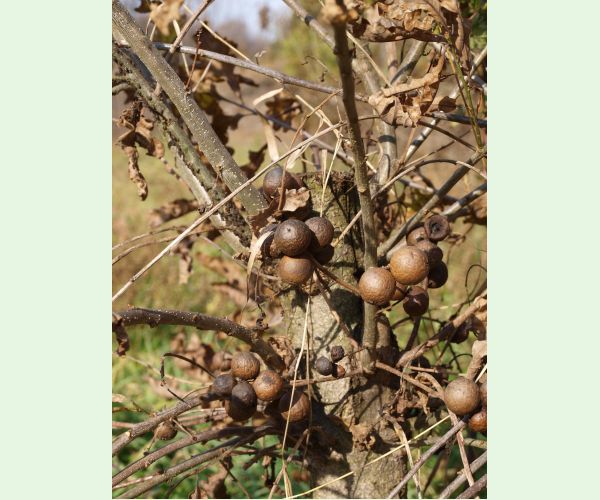 Hrčiarka dubienková